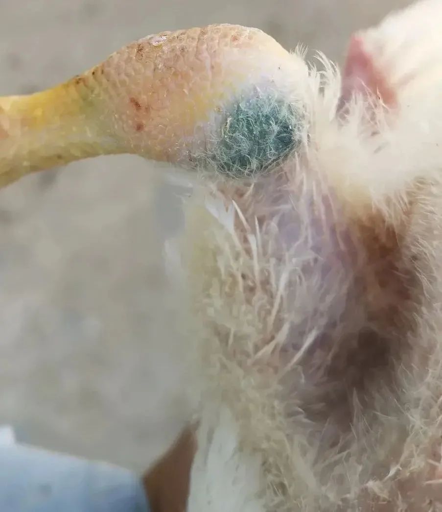 鸡群生病后有什么表现,鸡群出现瘫痪是怎么回事