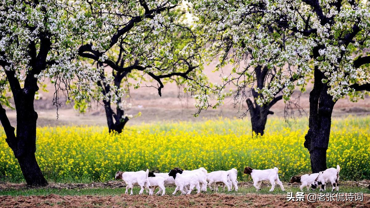 王维笔下最诗意的田园,10个字的唐诗中,有我们回不去的童年