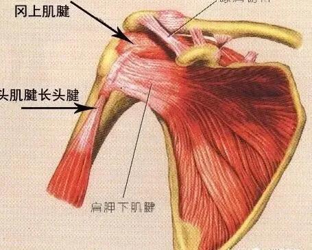 喙肱肌与肱二头肌交接点,肱二头肌与喙肱肌相同功能