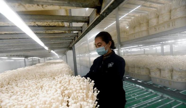 种植蘑菇一年挣多少钱,农村种植蘑菇有前景吗