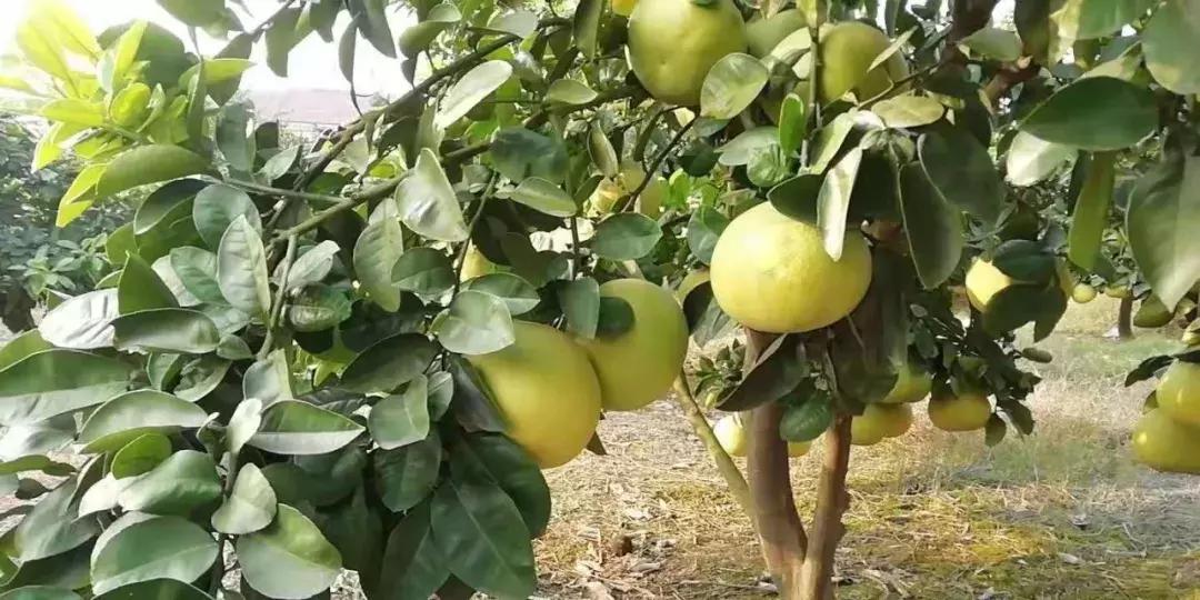 纯甜柚子9.9,应季水果柚