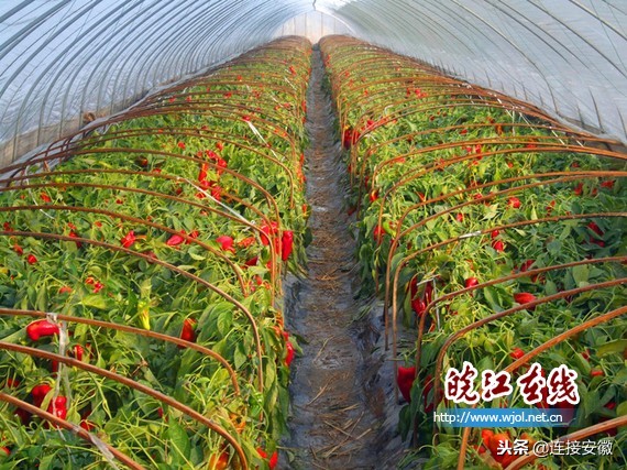 和县蔬菜产业发展,蔬菜产业如何与乡村振兴有效衔接