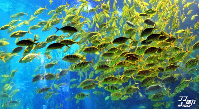 青岛一座与海共舞的城市,青岛是一座有魅力的城市