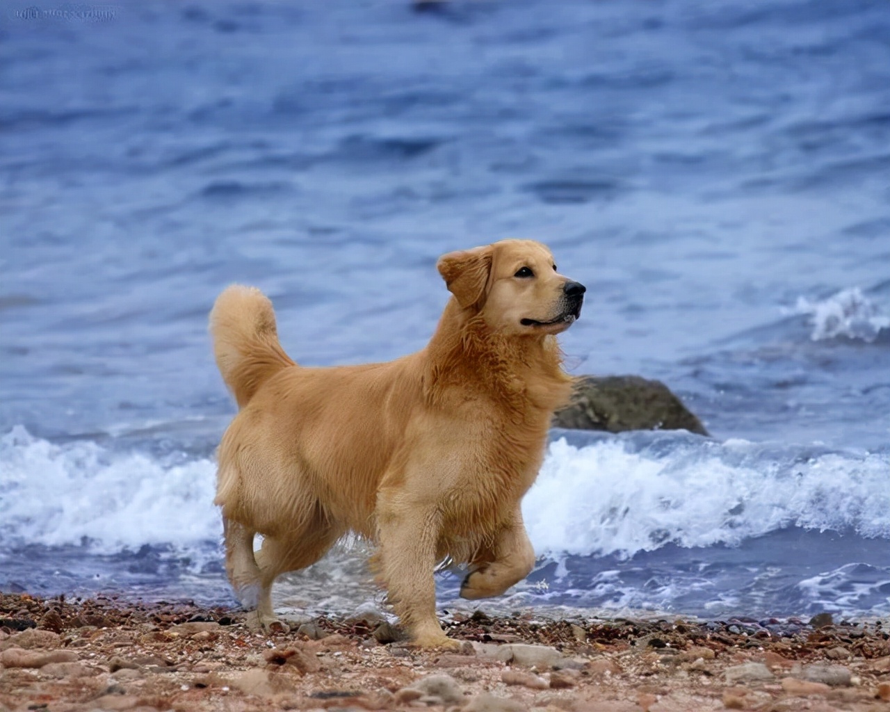 狗狗得支气管炎怎么缓解,狗狗气管炎要注意哪些