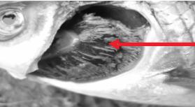 观赏鱼烂了,观赏鱼烂皮能治好吗