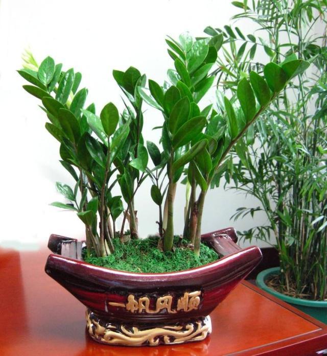 未开封的药物过期8月还可以用吗,哪些花卉适合用过期药片