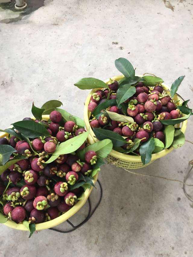 山竹哪个品种好高产,山竹高产怎样修剪