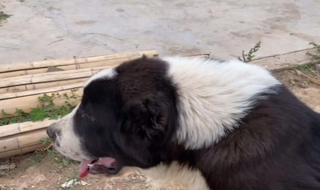 山东：一只受伤的中亚牧羊犬五万都不卖？大哥：这种血统只剩它了
