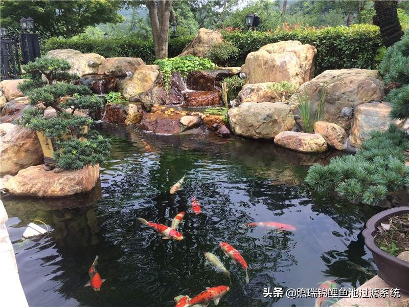 好嗨哟！养一尾90公分好鲤，感觉人生已经到达了高潮！