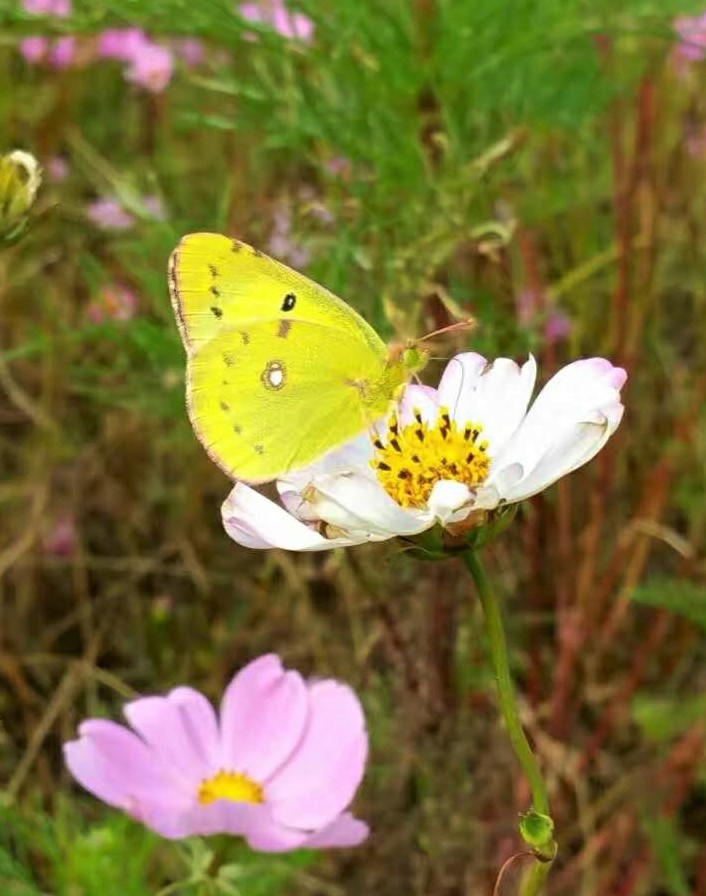 大连铭湖牧场十一还值得去吗,大连铭湖牧场多大面积