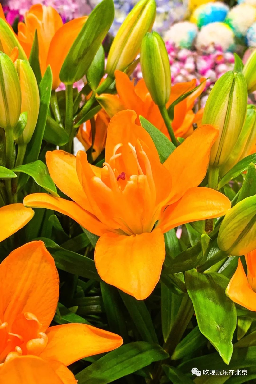 北京花市攻略大全,北京最美赏花景点