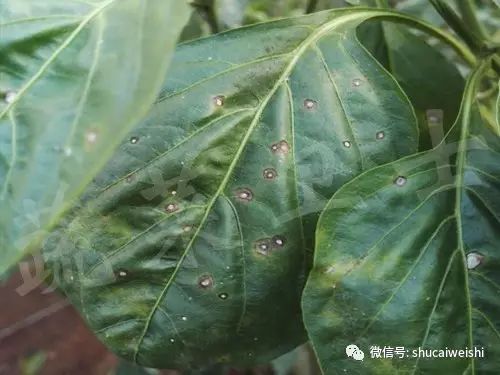 辣椒尾孢叶斑病,辣椒细菌性叶斑病防治药剂