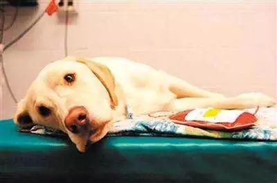 狗狗肾衰竭要注意什么事项,狗狗肾衰竭临死前的15个征兆