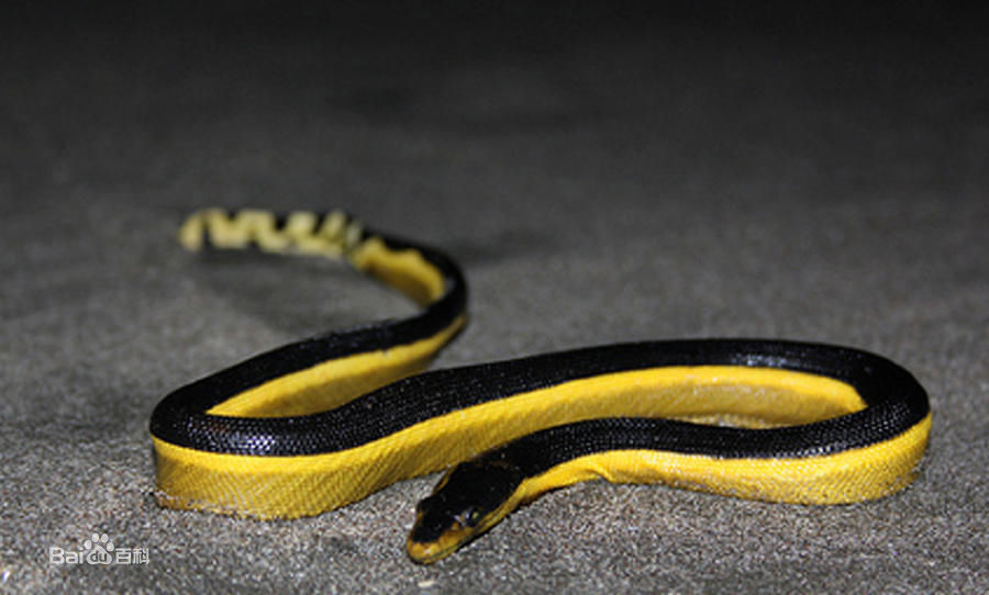 冷血精神病有感情吗,冷血精神病治疗