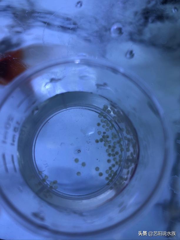 金鱼鱼缸腥味重是什么原因造成的,鱼缸水有腥味用杀菌灯怎么处理