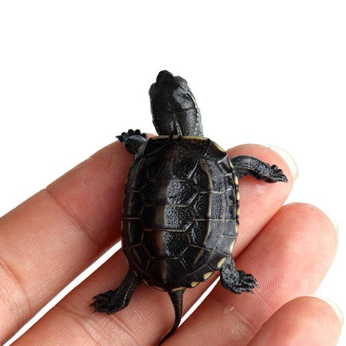 墨龟苗如何挑选 (怎样买到墨龟苗)