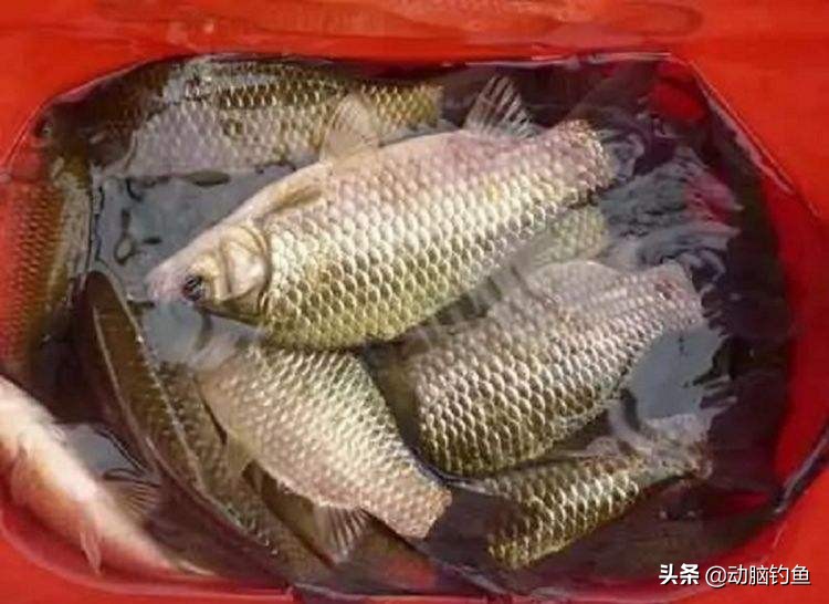 钓鲫鱼用几号钩金袖,钓鲫鱼用几号钩最佳