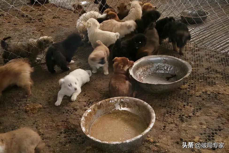 农村狗贩子进村养狗,狗贩子在小区地下室养狗