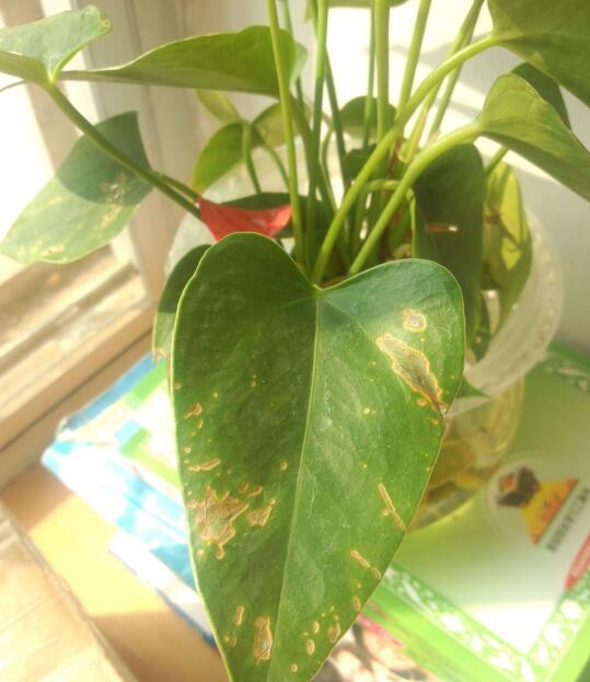 红掌水培叶子发黄烂怎么补救,水培红掌叶边枯黄