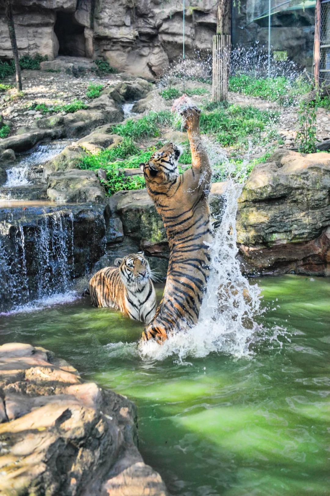 雅安这几天发生的车祸,这就是雅安原版