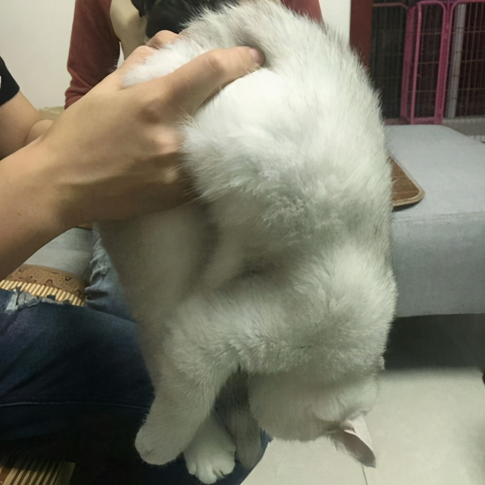 正确的抱猫姿势到底是怎样的？原来一直以来我都抱错了...