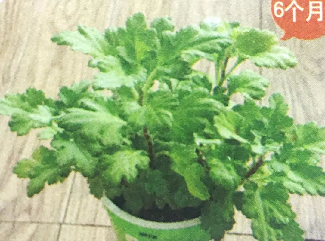 这个季节你若播下菊花种子，夏去秋来，你家阳台必会香飘四邻！