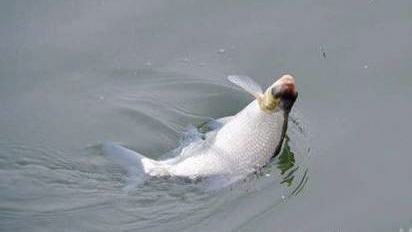 鳊鱼怎么钓效果最好,鳊鱼怎么才好钓