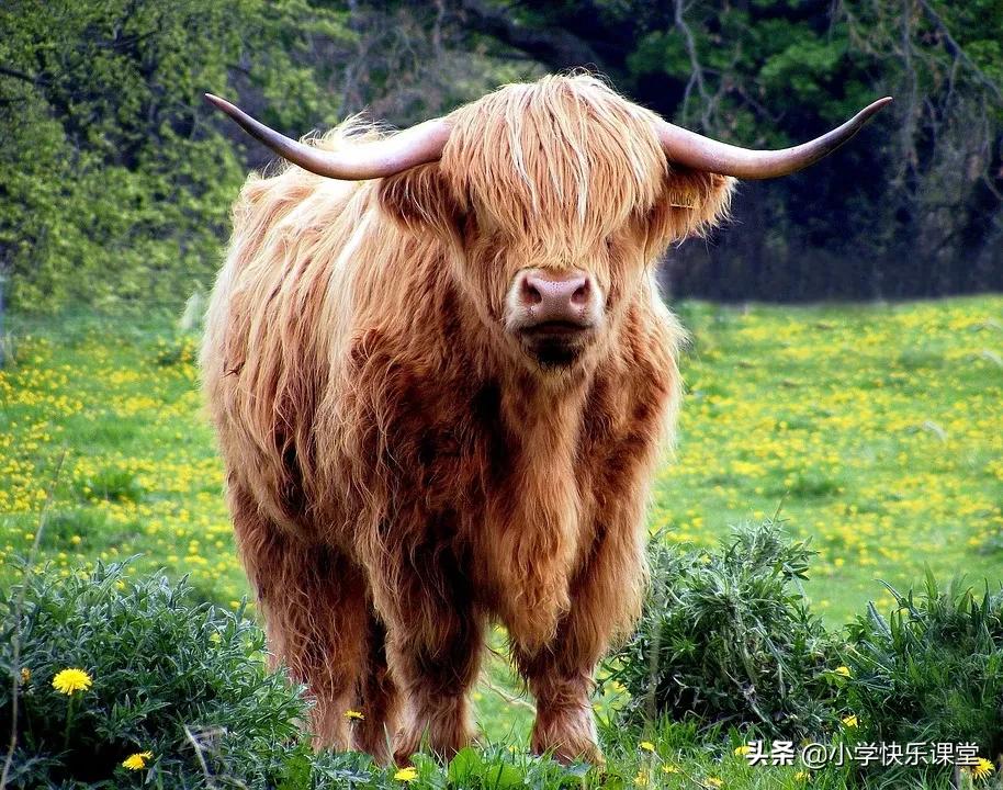 小学四年级新编龟兔赛跑作文,小学生作文小小动物园250字