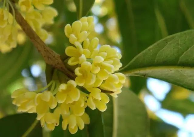 中国十大名花惊艳千年,中国十大名花美极了