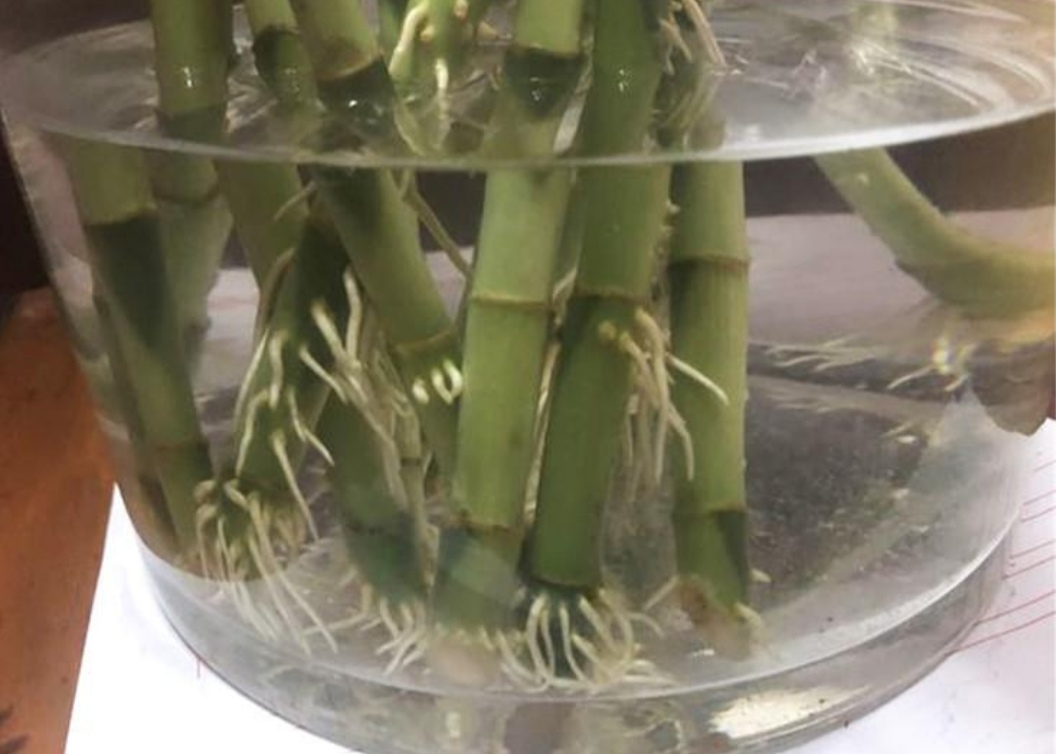 富贵竹长了好多根还能水培吗,富贵竹里长了小虫子需要换水吗