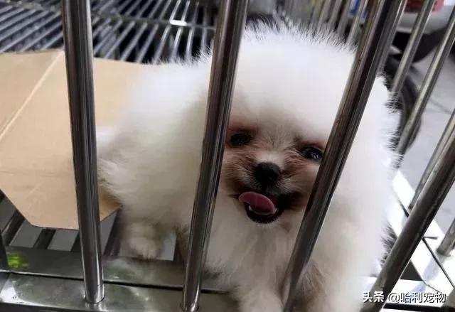 狗市金毛犬最新视频,狗市精品成年金毛犬