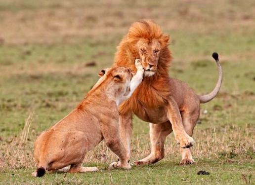 无性生殖到有性生殖的进化,无性繁殖和有性生殖的优点和缺点