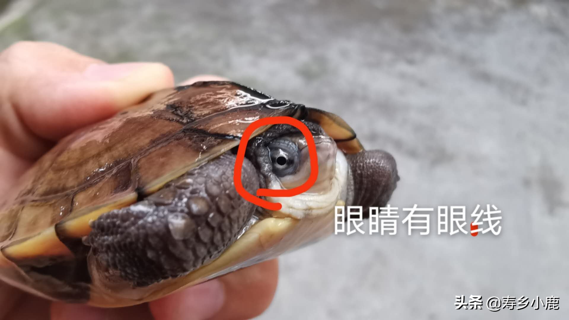 什么样石龟才算好龟,四眼龟跟养殖四眼龟有什么不一样