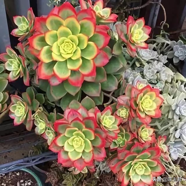 十大最贵法师多肉排行榜,玉露多肉最贵多少钱一棵