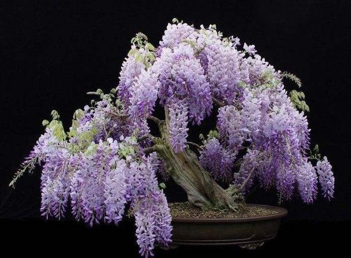 紫藤花有仙气吗怎么养,紫藤的养护方法