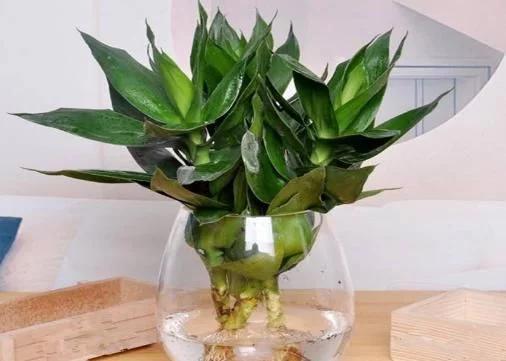 家中养什么花风水最好,家里养什么花风水最好最旺