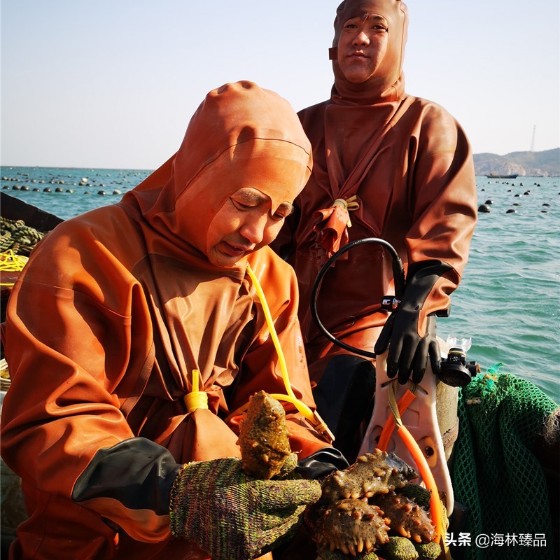 探秘海参的捕捞过程,野生海参采捕视频大全