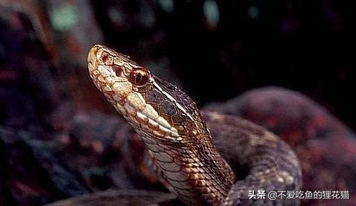 中国蝮蛇和中国蛇类图鉴,带剧毒的大型蛇类有哪些