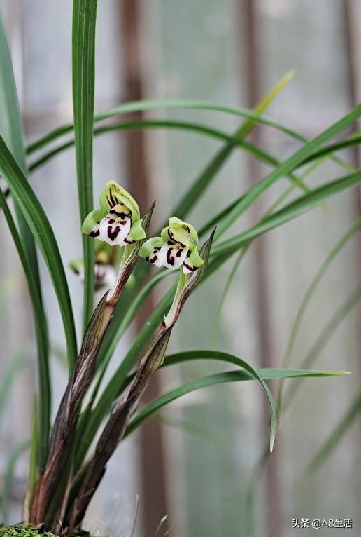 中国兰花名品录,春兰兰花名品大全