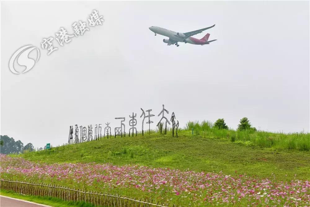 来成都打卡空港花田,成都双流空港花田打卡看飞机