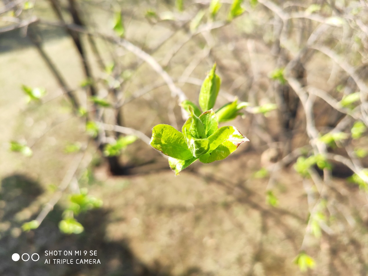 小米9se评测,小米9se真实评测