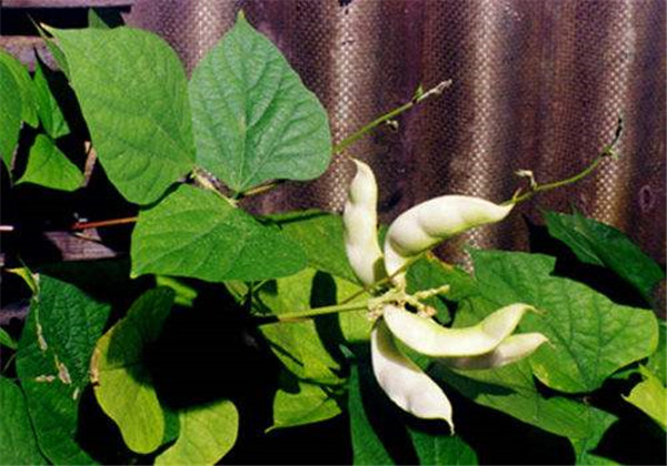 种植白扁豆要不要打叉,白扁豆种植技术