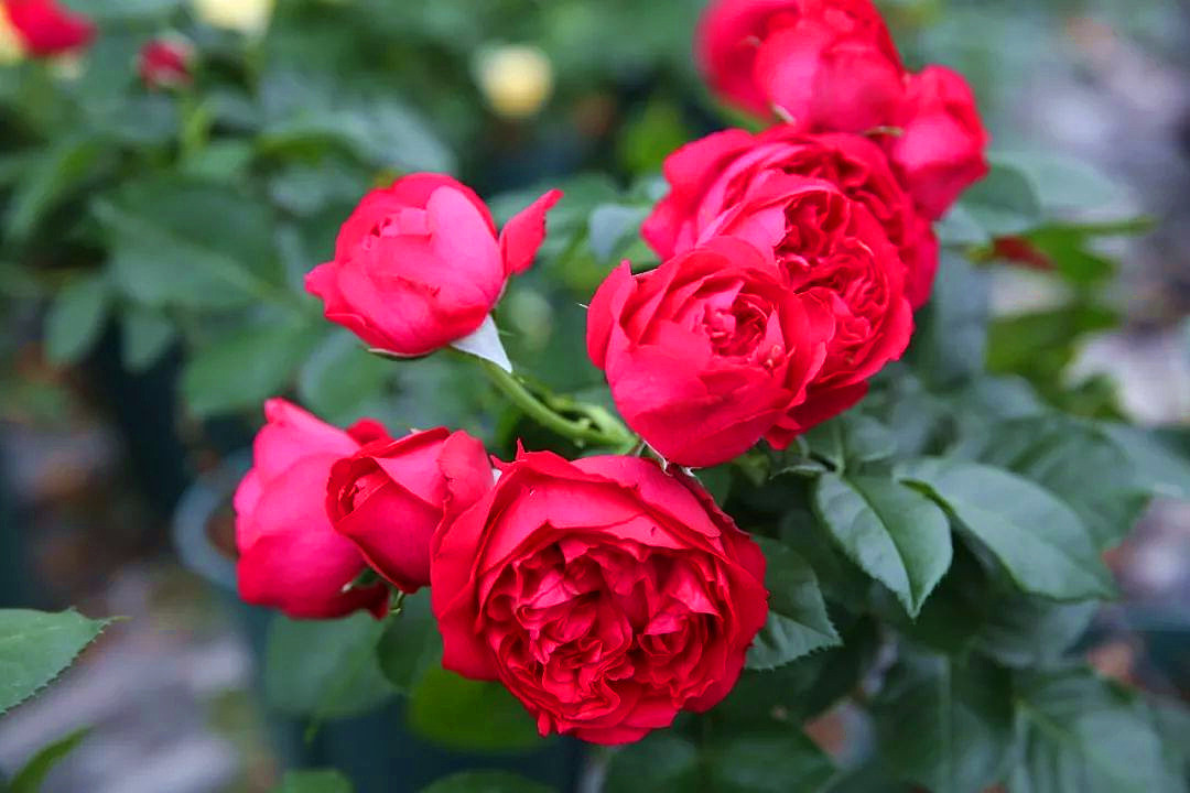 20种必买月季品种图片,网购月季有哪些品种好活