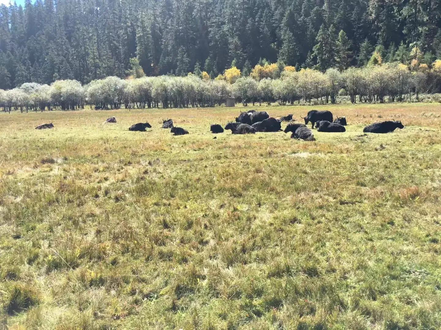 香格里拉游记以什么为题,香格里拉游记