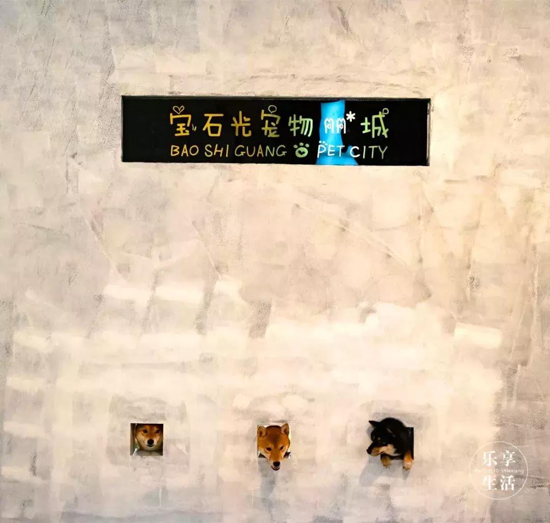 19.9包邮毛绒羊驼,羊驼9.9元秒杀直播