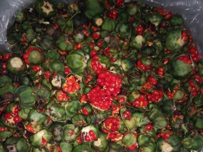 重楼种子种植催芽技术视频,重楼种子不催芽怎么直接播种