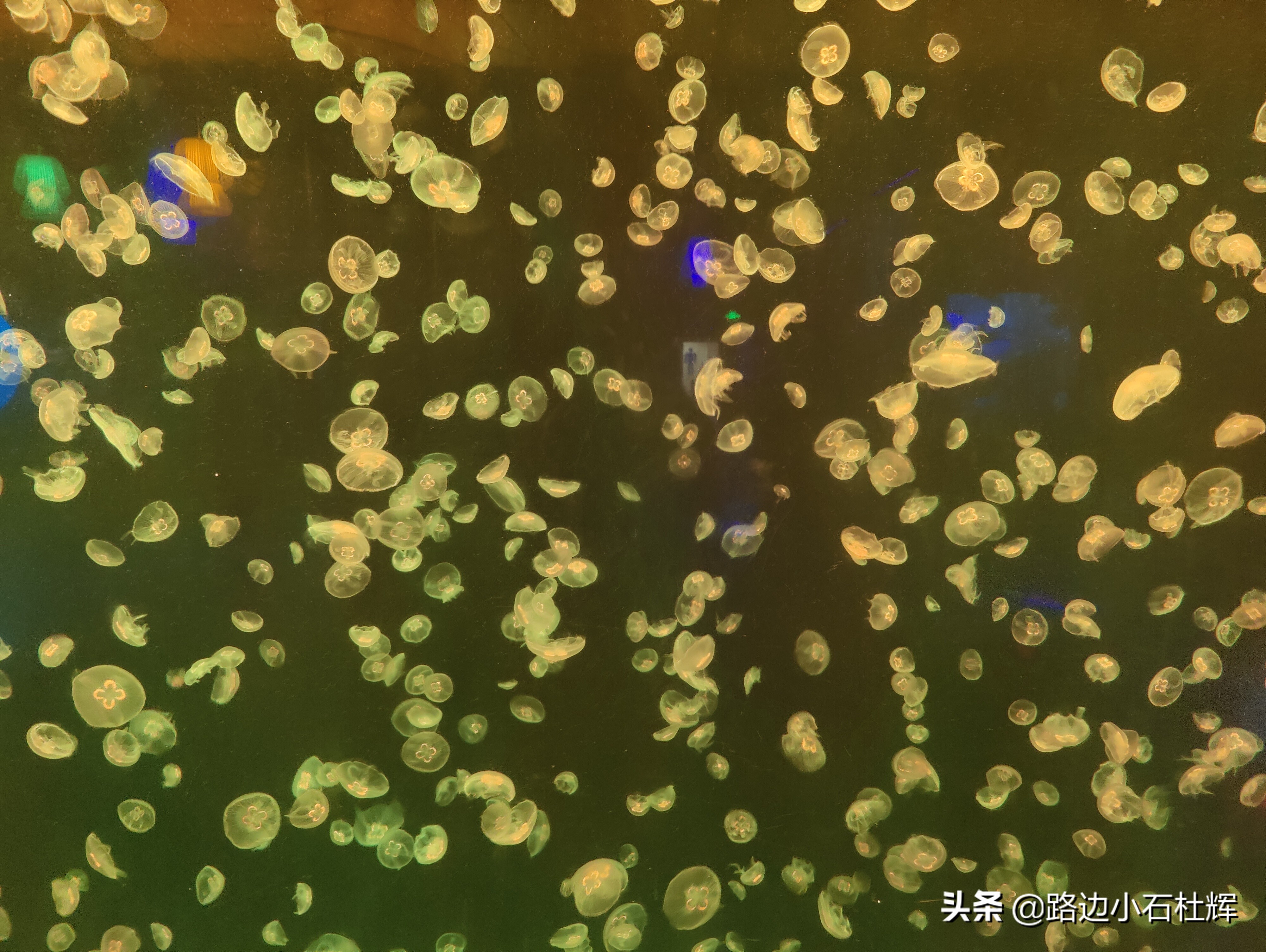 北京海洋馆海底世界和动物园攻略,游北京动物园海洋馆