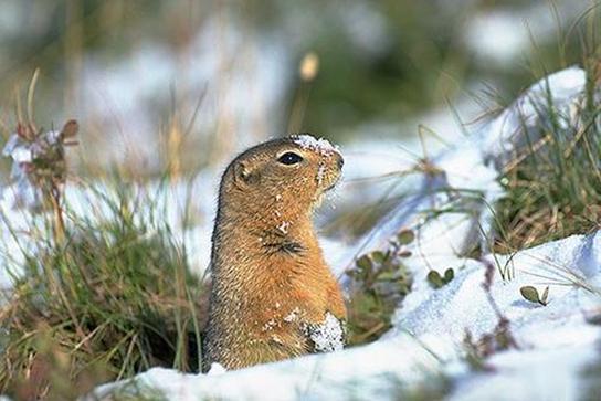 澳洲出现牛吃蛇,澳洲牛吃蛇有什么预兆
