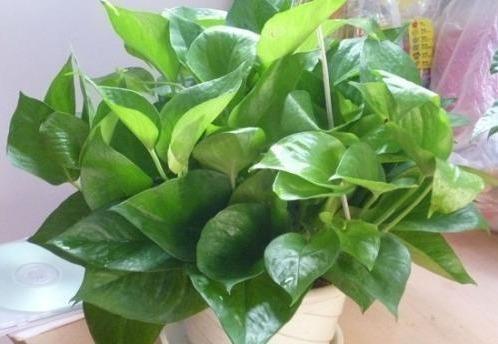 养绿萝，埋上几粒“煮豆豆”，胜过养花肥，油光锃亮爬满墙