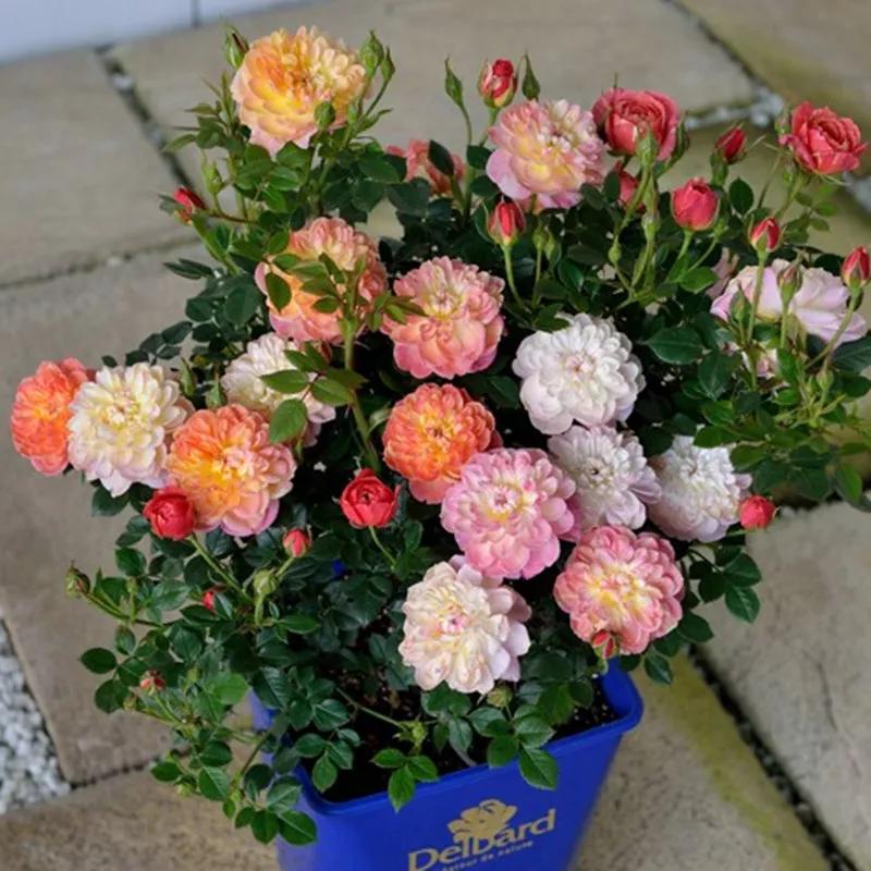 适合栽种在阳台上的月季品种,适合阳台种植的月季品种推荐